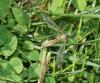 Tipula vernalis